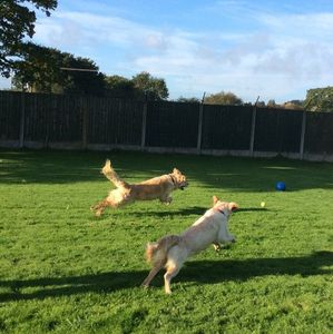 Longcroft kennels hot sale